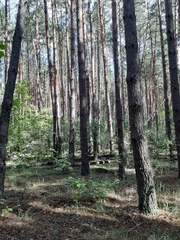 Pinus sylvestris
