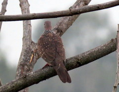 Streptopelia chinensis