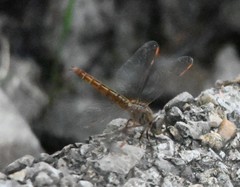 Brachythemis contaminata
