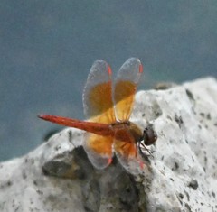Brachythemis contaminata