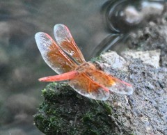 Brachythemis contaminata