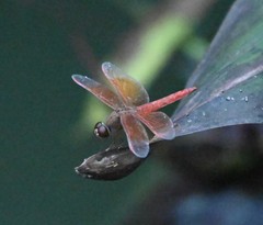 Brachythemis contaminata