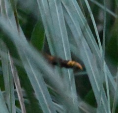 Vespa crabro
