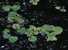 Nymphoides peltata