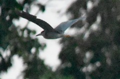 Nycticorax nycticorax