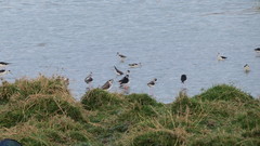 Himantopus himantopus