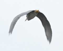 Nycticorax nycticorax