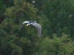 Nycticorax nycticorax