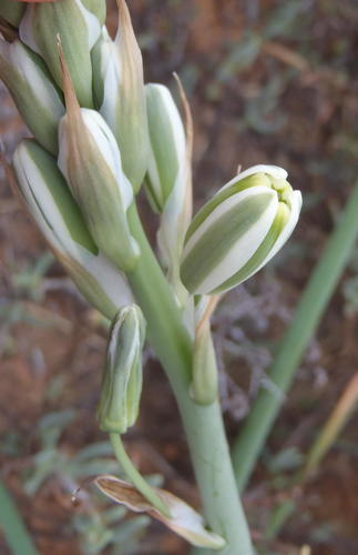 Albuca canadensis