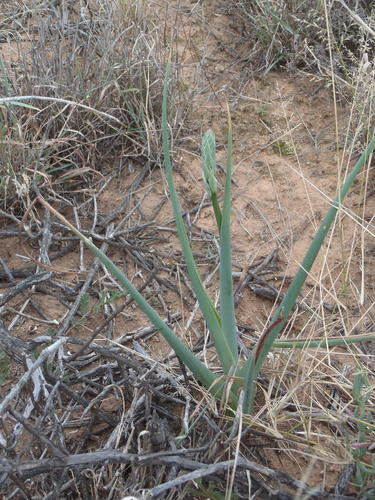 Albuca canadensis