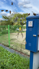 Trichonephila clavata