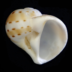 Naticarius alapapilionis