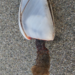 photo of Goose Barnacle (Lepas anserifera)