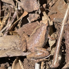 Microhyla okinavensis