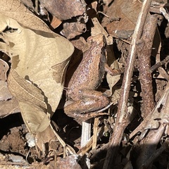 Microhyla okinavensis