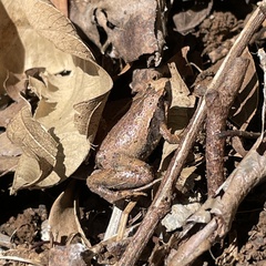 Microhyla okinavensis