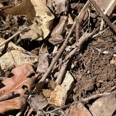 Microhyla okinavensis