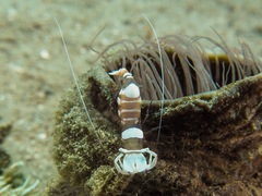 Ancylomenes magnificus