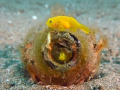 Lubricogobius exiguus