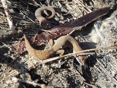Pachydactylus geitje