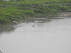 Himantopus himantopus