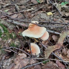 Hypholoma