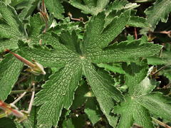 Geranium pulchrum