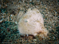 Antennarius striatus