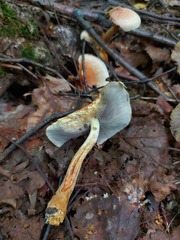 Hypholoma