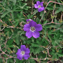 Geranium pulchrum