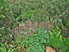 Geranium pulchrum
