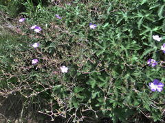 Geranium pulchrum