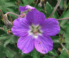 Geranium pulchrum
