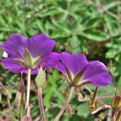 Geranium pulchrum