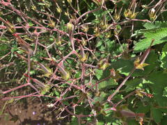 Geranium pulchrum