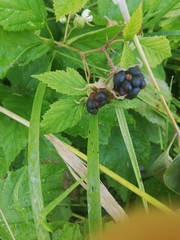 Rubus caesius