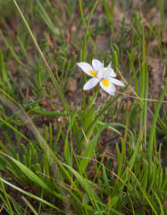 Moraea tricolor