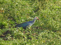 Porphyrio poliocephalus