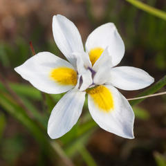 Moraea tricolor