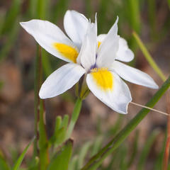 Moraea tricolor
