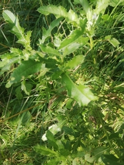 Cirsium arvense
