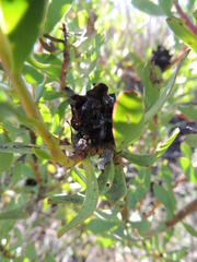 Leucadendron glaberrimum erubescens