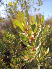 Leucadendron glaberrimum erubescens