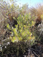 Leucadendron glaberrimum erubescens