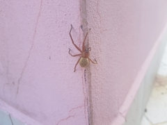 Olios argelasius