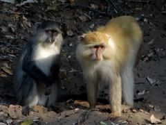 Cercopithecus mitis erythrarchus