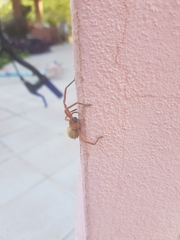 Olios argelasius