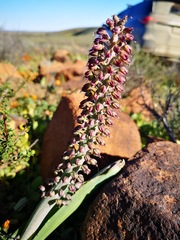 Lachenalia violacea