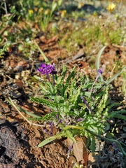 Lapeirousia oreogena