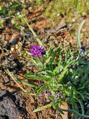 Lapeirousia oreogena